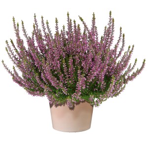 Vresovec s fialovými púčikmi v kvetináči. Mrazuvzdorná Calluna vulgaris na balkón aj do záhrady.