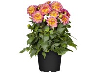 Dahlia (Dahlia solitaire), kvetináč cca 19 cm