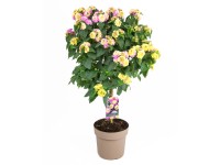 GROW by OBI Libora meniaca (Lantana camara) kmienok, cca 80 cm