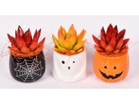 Dužnatka (Echeveria) v keramickom kvetináči Halloween, rôzne druhy, pr. kv. 7 cm