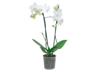 Orchidea Phalaenopsis multiflora 2 výhonky 12 kvetov biela