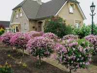 OBI Orgován Meyerov 