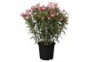 GROW by OBI Oleander obyčajný (Nerium oleander) cca výška 125150 cm