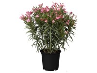 GROW by OBI Oleander obyčajný (Nerium oleander) cca výška 125-150 cm, pr. 40 cm