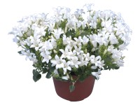 GROW by OBI Zvonček dalmátsky (Campanula portenschlagiana) biely cca pr. 10,5 cm