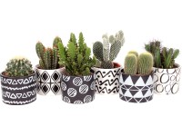 Kaktus keramický kvetináč 