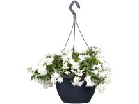 Landgard Jazmínokvetý baklažán (Solanum jasminoides) biely v. 20-30 cm, pr.17 cm