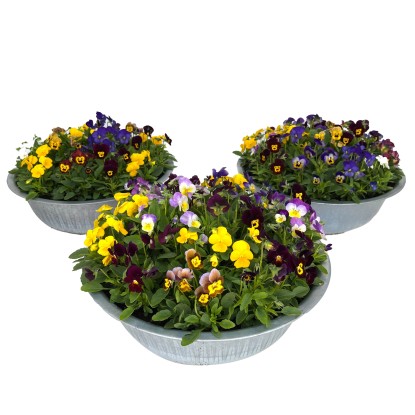 Violka rohatá (Viola cornuta) Quinto Bowl v zinkovom kvetináči, pr.kv. cca 29 cm