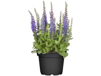 OBI Šalvia hájna priemer kvetináča cca 19 cm Salvia
