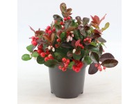 Libavka poliehavá (Gaultheria procumbens) Libavka poliehavá (Gaultheria procumbens)