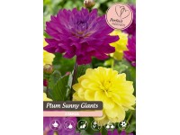 Zmes georgín Plum Sunny Giants