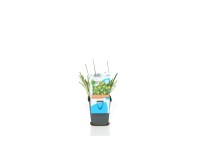 OBI Badil žltý priemer kvetináča cca 9 cm Sisyrinchium californicum