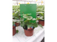 Jahodník previsnutý plodiaci viackrát ročne, pr. kvetináča 13 cm Jahodník previsnutý plodiaci viackrát ročne, pr. kvetináča 13 cm