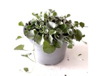 Pottburri Dichondra argentea 