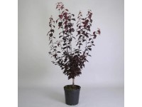 Slivka višňoplodá (Prunus cerasifera) 