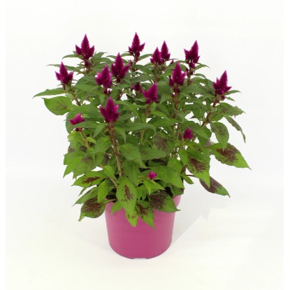 Nevadlec hrebenitý (Celosia argentea) "Deep Purple" výška 30-35 cm, pr. cca 12cm