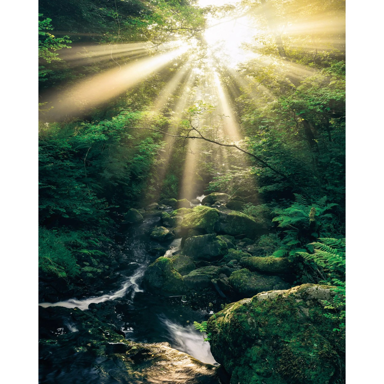 E-shop Komar Vliesová fototapeta Divine 200 x 250 cm