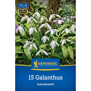 Kiepenkerl snežienky cibuľky (15 ks). Biele kvety Galanthus so zelenými listami, ideálne do záhrady a kvetináčov.