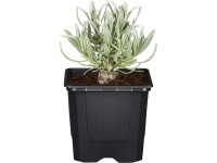 GROW by OBI Levanduľa úzkolistá (Lavandula angustifolia) 