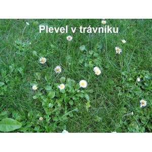 Detailný záber trávnika s burinou (sedmokrásky).