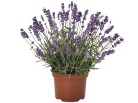 Levanduľa úzkolistá (Levandula angustifolia), pr. kv. 9 cm