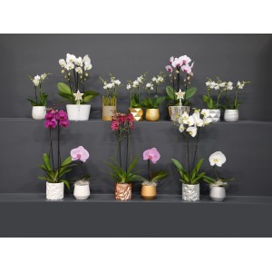 Rôzne druhy motýlích orchideí (Phalaenopsis) v kvetináčoch rôznych farieb a prevedení.