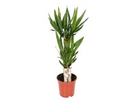 Royal Lemkes Juka (Yucca), cca výška 75 cm, pr. 17 cm