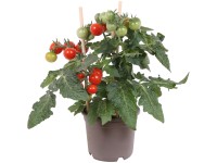 OBI Cherry rajčata Pick & Joy pr. kvetináča 12 cm, výška 30-35 cm