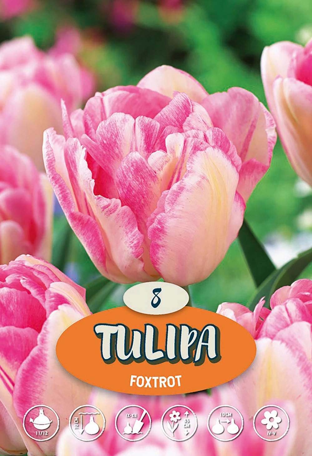 Tulipány "Foxtrot" ružové nakúpiť v OBI