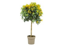 Gartenbau Libora menivá (Lantana camara) na kmienku cca 80 cm, pr. 17 cm