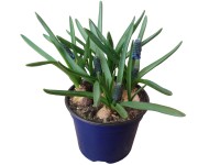 Modrica (Muscari) priemer kvetináča cca 12 cm