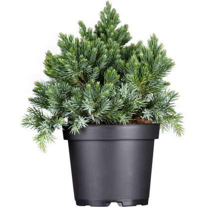 Modrá trpasličia borievka šupinatá Blue Star priemer kvetináča cca 13 cm