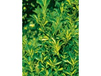 OBI Bršlen japonský 