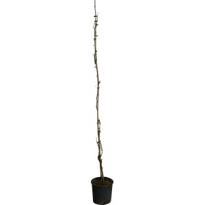 Modrý a biely vinič v kvetináči, výška cca 150-175 cm, vhodný na ozelenenie stien a pergol.