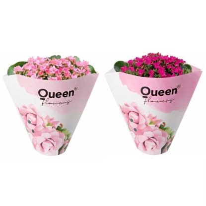 GROW by OBI Kolopejka vďačná (Kalanchoe) jednokvetá ružová 20-25 cm pr. 105 cm