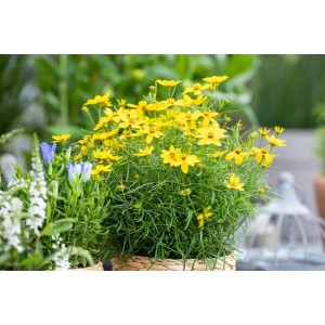 Žlto-zlatá Coreopsis grandiflora v kvetináči, bohaté kvitnutie.