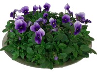 Sedmokrásky a fialky v zinkovej miske, výška cca 15 cm, pr. kv. cca 29 cm