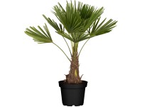 Trachykarp konopný priemer kvetináča cca 45 cm Trachycarpus fortunei