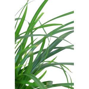 Zelená ostrica (Carex morrowii) Irish Green v kvetináči, okrasná tráva do záhrady a na terasu.
