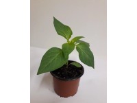 Paprika sladká (Capsicum annuum) červená, pr. kv. 12 cm