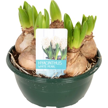 Hyacint (Hyacinthus) "Diamond Collection" Ø kvetináča cca 16 cm biely