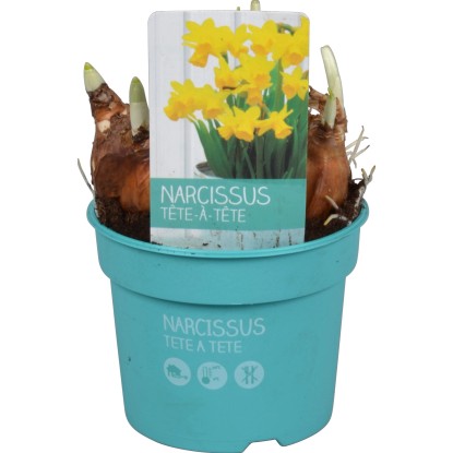 Narcis "Tete a Tete Diamond Collection" cca 9 cm rôzne farby