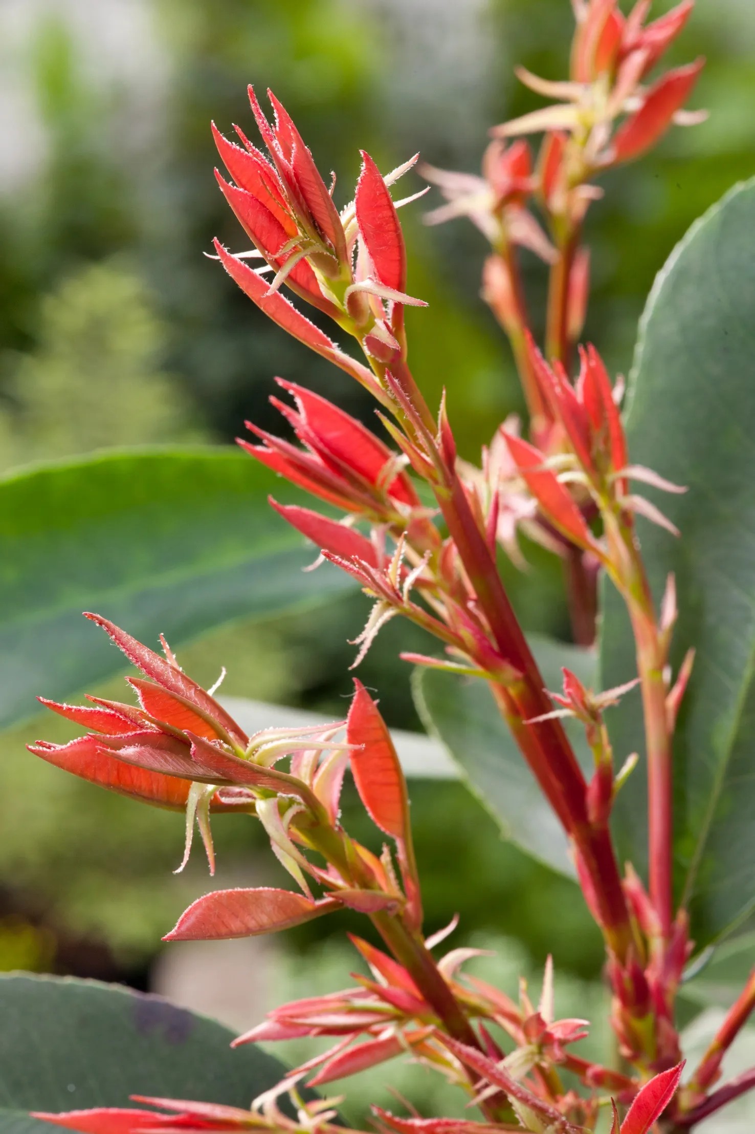 OBI Photinia "Red Robin" vka cca 100 - 125 cm kvetin cca 15 l Photinia