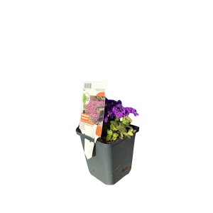 Tauricola Violet modrá skalnička v kvetináči 9 cm. Aubrieta s fialovými kvetmi.