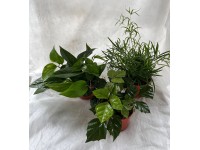 Izbové rastliny, rôzne druhy, pr. cca 12 cm