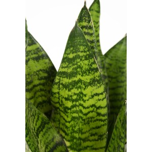 Sansevieria zeylanica compacta v kvetináči, zelený sukulent so vzorom.