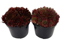 OBI Skalnica červená priemer kvetináča cca 12 cm Sempervivum