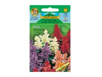 Gardenie Semienka Šalvia žiarivá, zmes