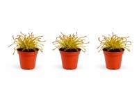 GROW by OBI Rosička kapská (Drosera capensis), pr. kv. 5,5 cm