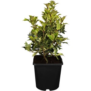 OBI Osmanthus heterophyllus Tricolor v kvetináči 2 l, výška cca 20-30 cm, so zelenožltými panašovanými listami.